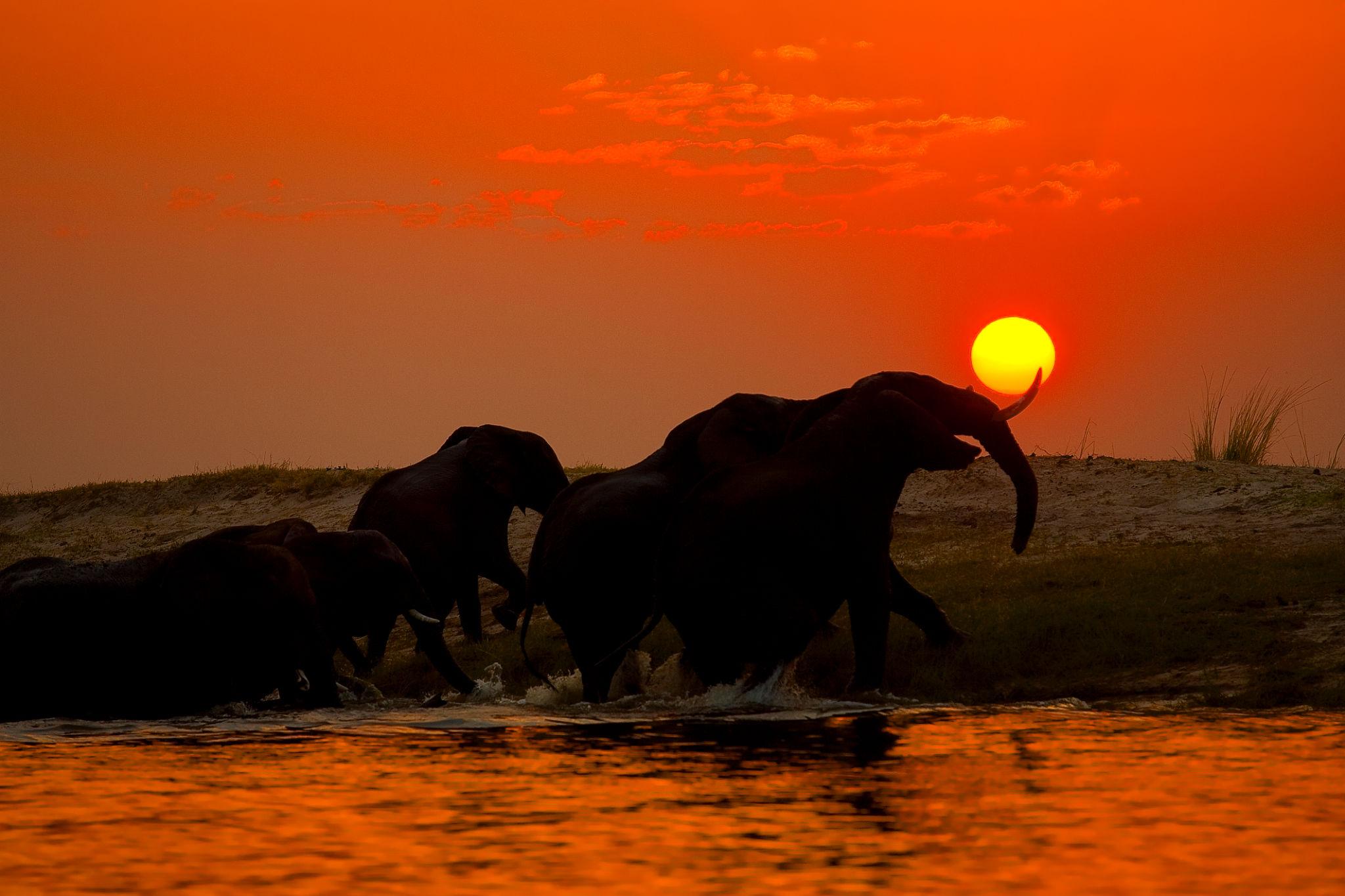 Botswana safari scene at golden hour