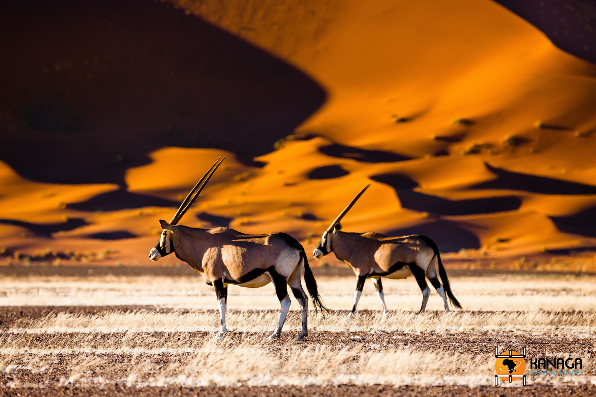 Namibia desert safari view