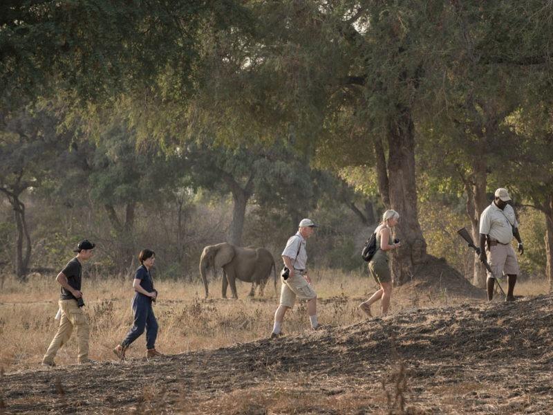 Zimbabwe safari wilderness scene
